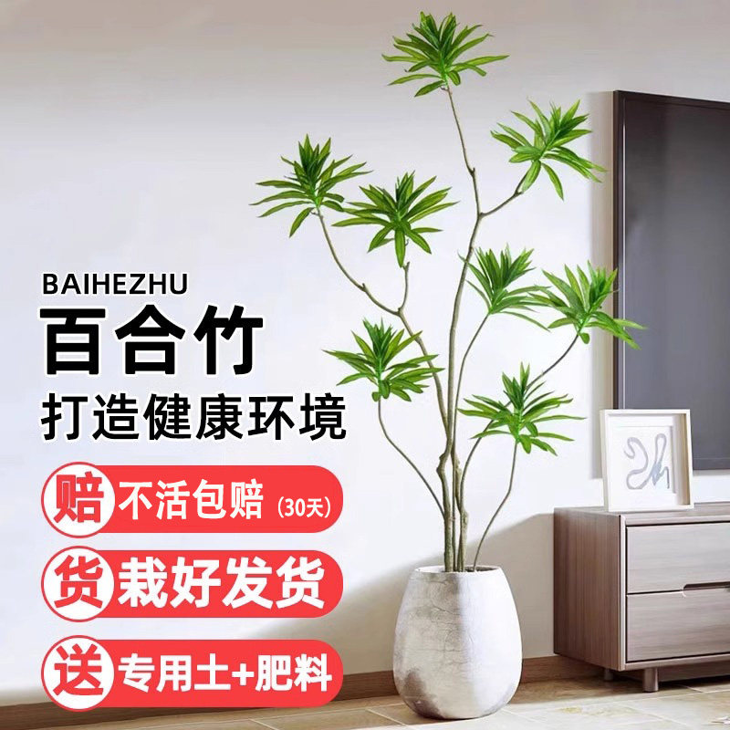 百合竹真绿植客厅室内大盆栽网红植物金心青叶百合竹老桩净化空气