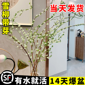 干枝雪柳水培植物室内盆栽绿植水养开花卉鲜枝龙柳带芽发货好养活