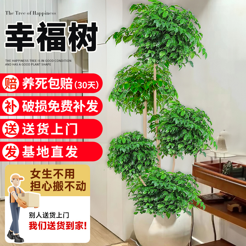 幸福树盆栽绿植多层老桩绿宝大型客厅植物