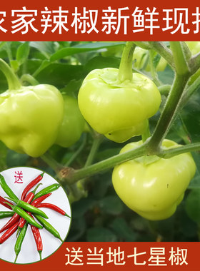 顺丰包邮广西梧州岑溪农家新鲜灯笼椒菜椒辣椒酿白玉辣椒七彩椒