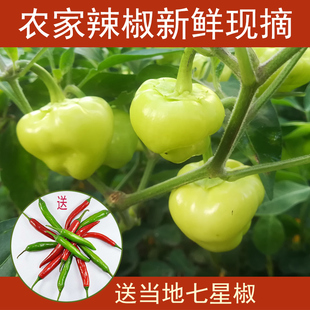 顺丰包邮广西梧州岑溪农家新鲜灯笼椒菜椒辣椒酿白玉辣椒七彩椒