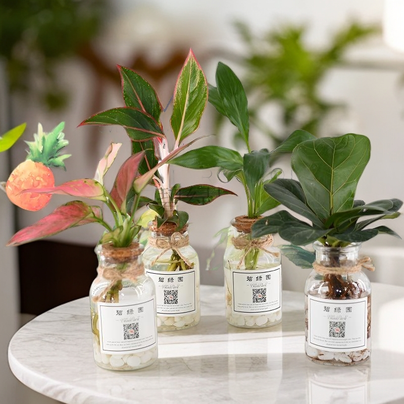 碧绿园 创意diy负离子水培盆栽办公室桌面绿植玻璃瓶植物室内迷你