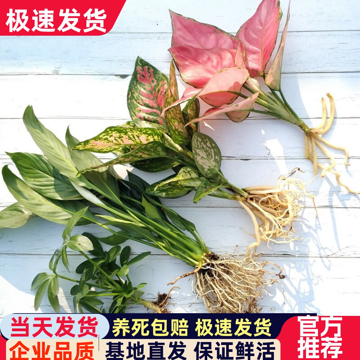 水培吉利红植物室内绿植图片