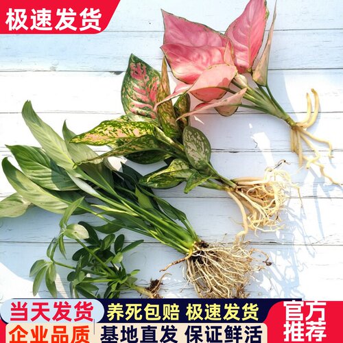 水培吉利红植物室内绿植