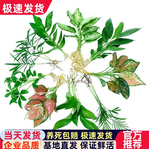 水养植物办公室清新空气基地直销