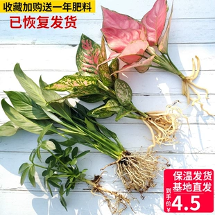 水培植物绿植室内水养绿萝花卉盆栽铜钱草红掌四季 水生好养吉利红