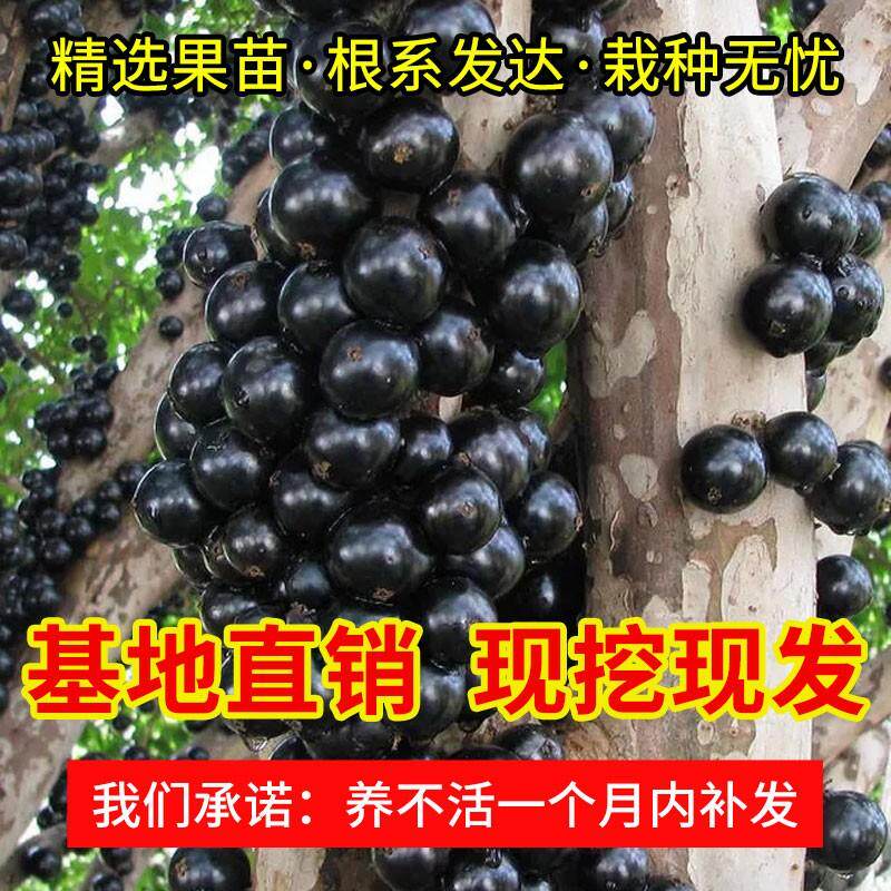 正宗嘉宝葡萄苗果树带土