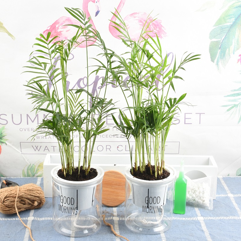 袖珍椰子办公室清新净化空气