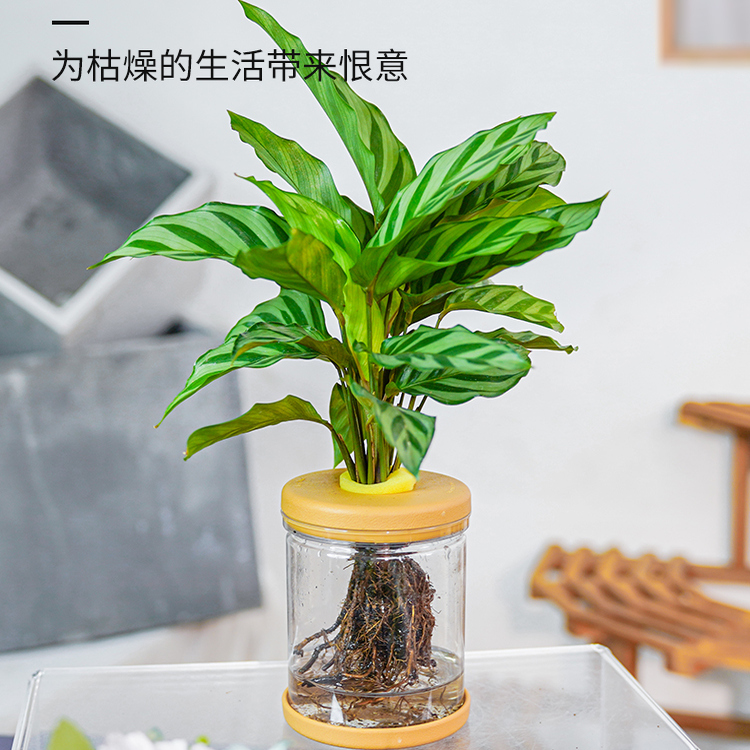 翠叶竹芋室内净化空气绿植