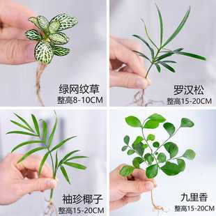 迷你小绿植罗汉松白掌红掌绿萝竹柏九里香网纹草盆栽水培植物小苗