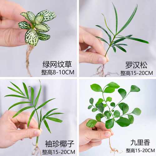 绿萝罗汉松是内水培小绿植