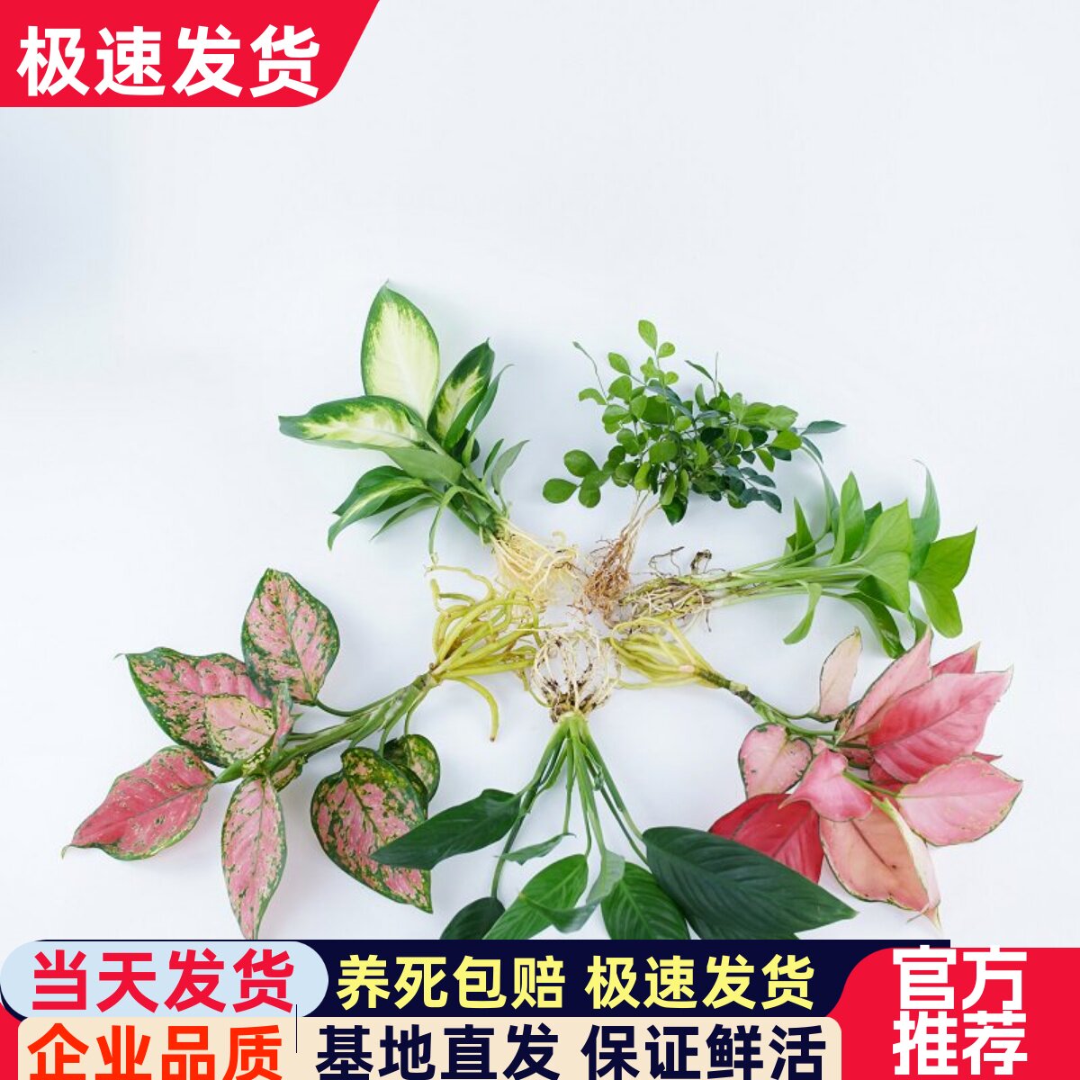 吉利红水培植物绿植室内水养如意皇后花卉盆栽竹芋办公室四季水生