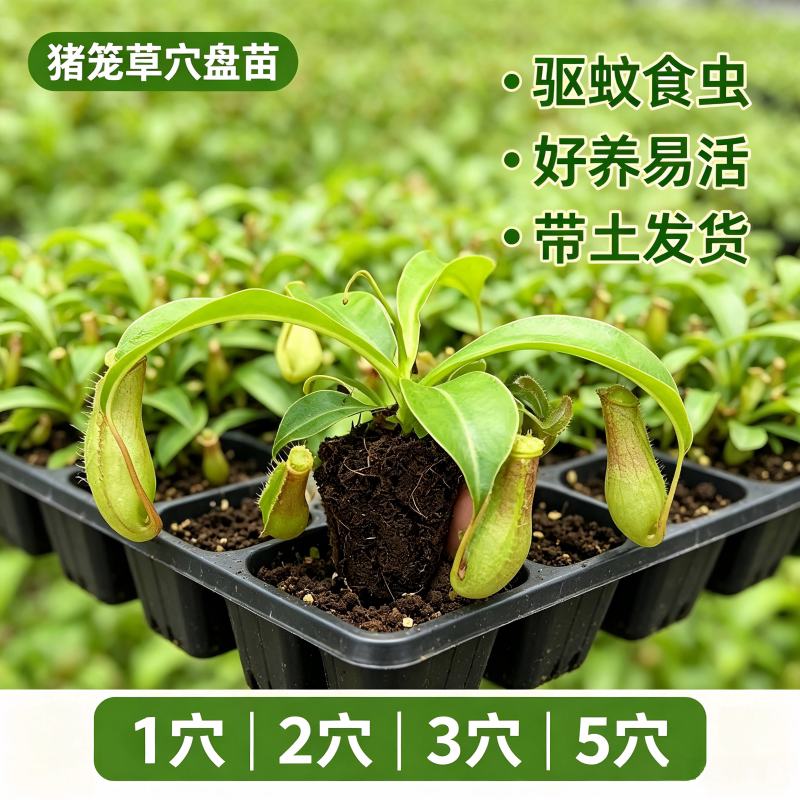 捕蝇草盆栽猪笼草穴盘苗食虫绿植驱蚊驱虫植物办公室四季室内绿植