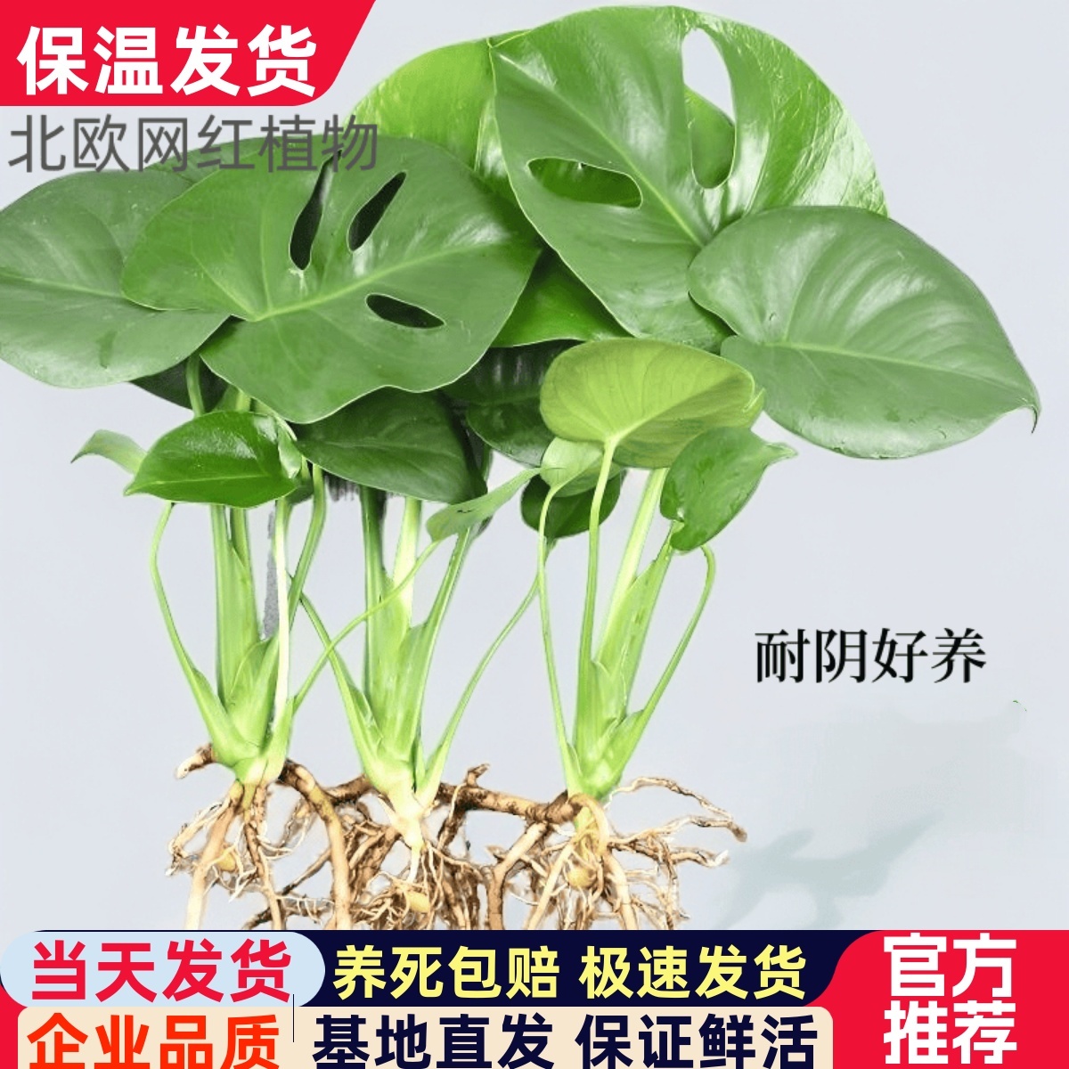 龟背竹室内净化空气绿植