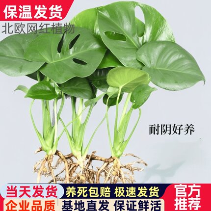 龟背竹水培盆栽室内净化空气春雨大叶植物小苗四季常青好养绿植