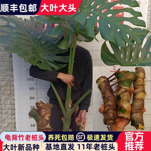 龟背竹老桩头大叶室内水培植物