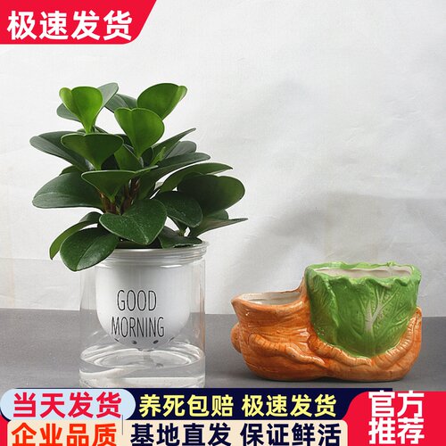 豆瓣绿观叶植物盆栽客厅办公室