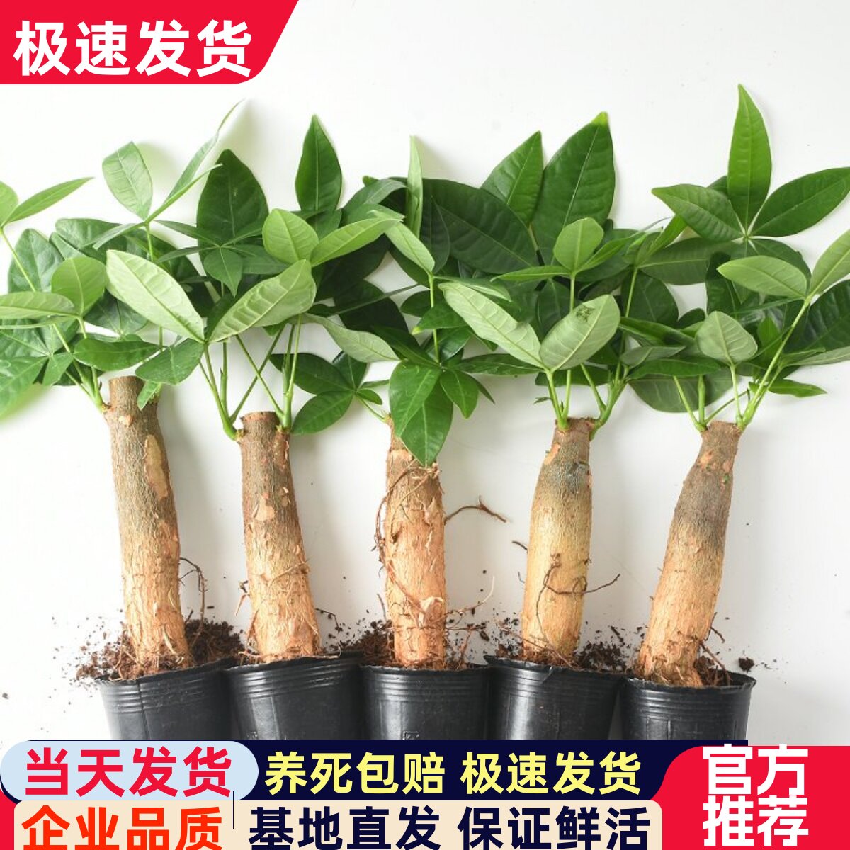 发财树树桩室内客厅绿植小盆景四季常青办公室好养招财绿植盆栽