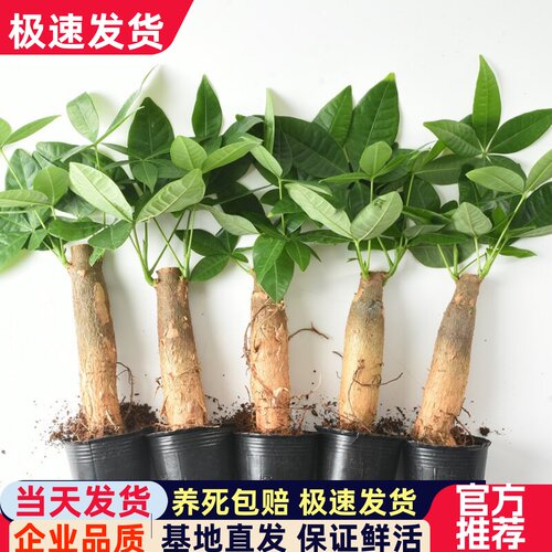 发财树办公室客厅净化空气