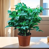 幸福树盆栽室内桌面好养净化空气植物四季 常青平安树