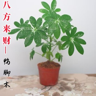 招财鸭脚木盆栽八方来财七叶莲办公室内桌面四季常青绿植花卉植物