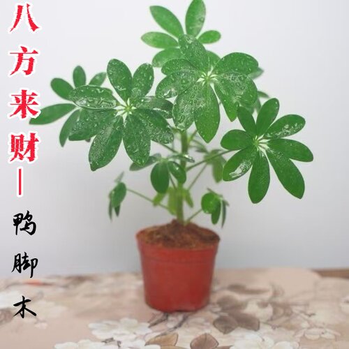 鸭脚木盆栽四季水培植物绿植
