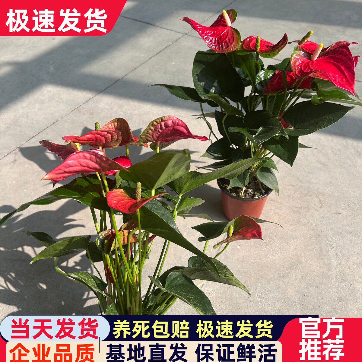 碧绿园红掌盆栽花卉室内绿植