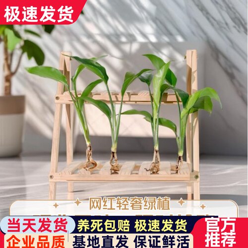 天堂鸟鹤望兰植物绿植净化空气