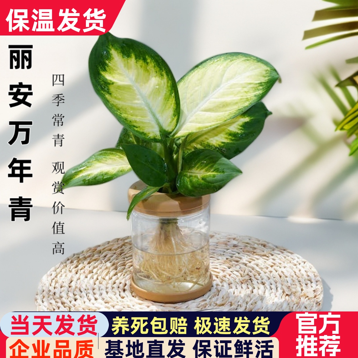 玛丽安万年青银皇后室内桌面净化空气四季常青水培好养绿植花卉