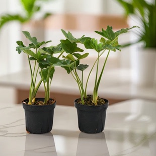 水培春羽办公室盆栽水养绿植好养苗室内龙鳞观叶植物