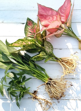 水培吉利红植物室内绿植绿萝花卉小盆栽富贵竹四季水生白掌龟背竹