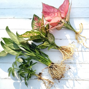 水培吉利红植物室内绿植绿萝花卉小盆栽富贵竹四季 水生白掌龟背竹