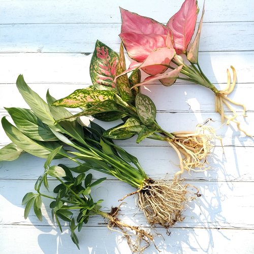 水培吉利红植物室内绿植