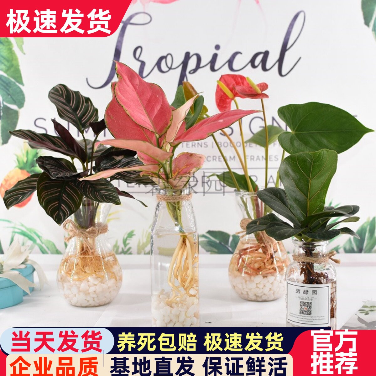 竹芋水培植物玻璃瓶好养室内花卉花瓶琴叶榕办公室绿植水养小盆栽