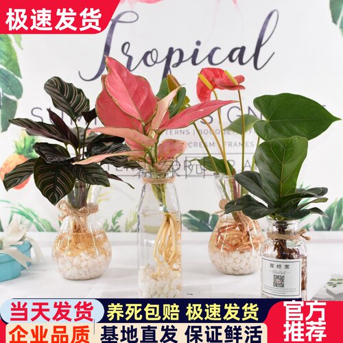 绿植玻璃瓶琴叶榕办公室水养竹芋
