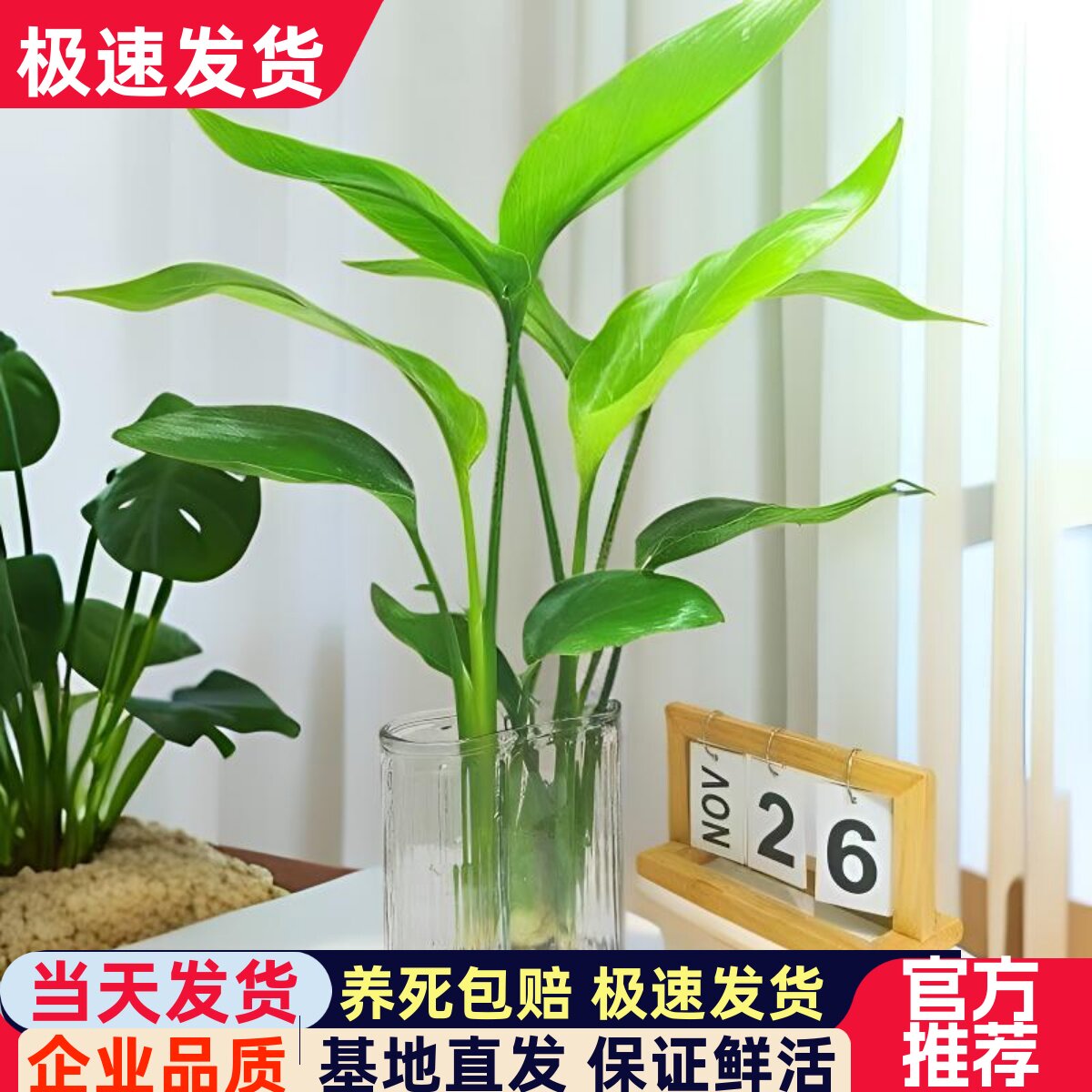 天堂鸟水培植物室内办公室盆栽