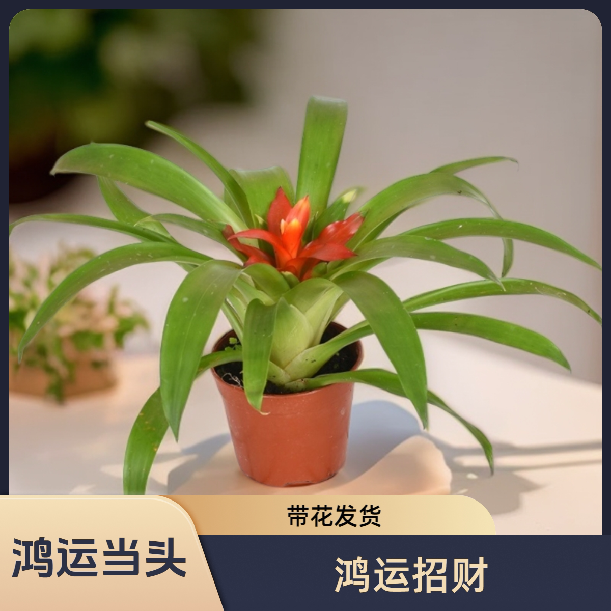 鸿运当头盆栽植物小红星室内客厅凤梨大苗四季开花招财夏季花卉