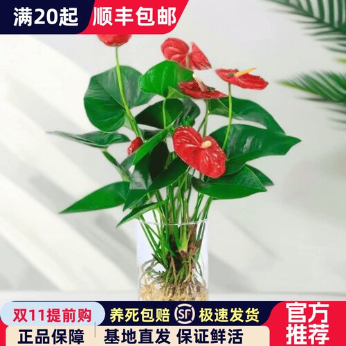 室内好养绿植四季开花红掌盆栽