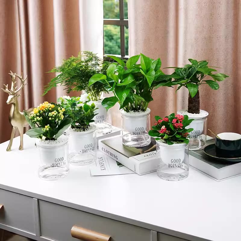 绿萝发财树绿植室内花卉办公桌面防辐射吸甲醛小盆栽水培植物好养