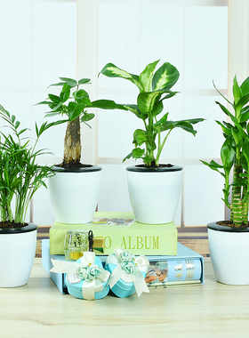 绿萝栀子花发财树常春藤文竹室内水培绿色小植物净化空气盆栽绿植