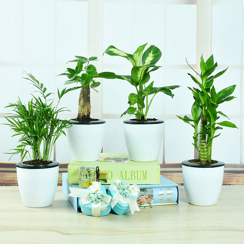 绿色发财树水培小植物绿萝