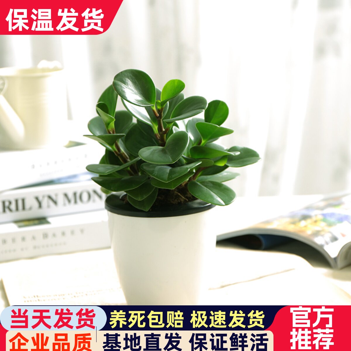 豆瓣绿碧玉室内办公室净化空气吸甲醛四季常绿好养植物