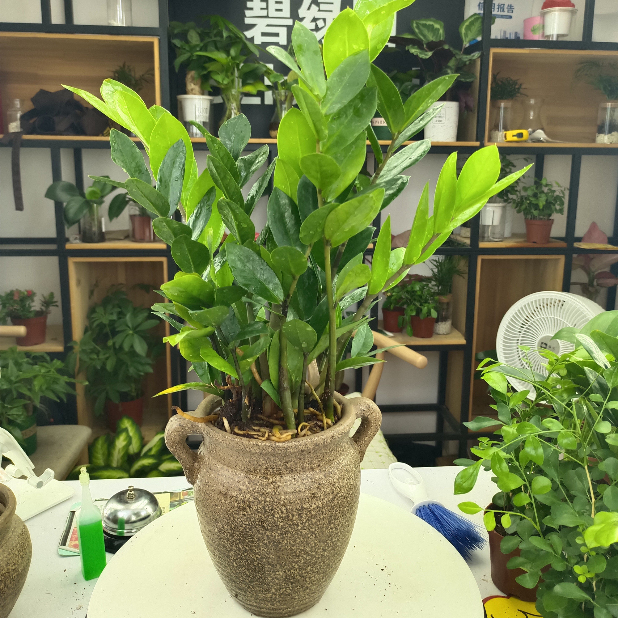 金钱树盆栽摇钱树大钱串子办公室客厅室内桌面绿植物花卉观叶好养
