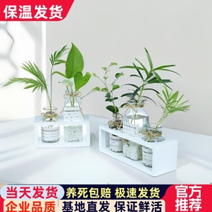 創(chuàng)意水培植物玻璃花瓶綠蘿室內(nèi)桌面擺件客廳插花裝 飾品小清新ins