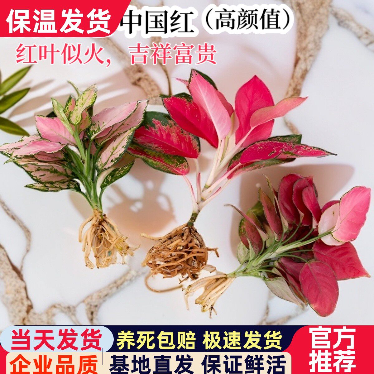 吉利红大苗盆栽室内水培植物