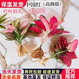 吉利红大苗盆栽室内水培植物好养四季好养红色万年红绿植花卉