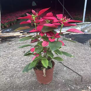 一品红圣诞年花室内外盆栽喜庆鸿运当头四季客厅盆栽