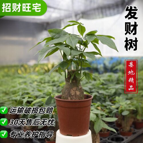 发财树室内净化空气盆栽