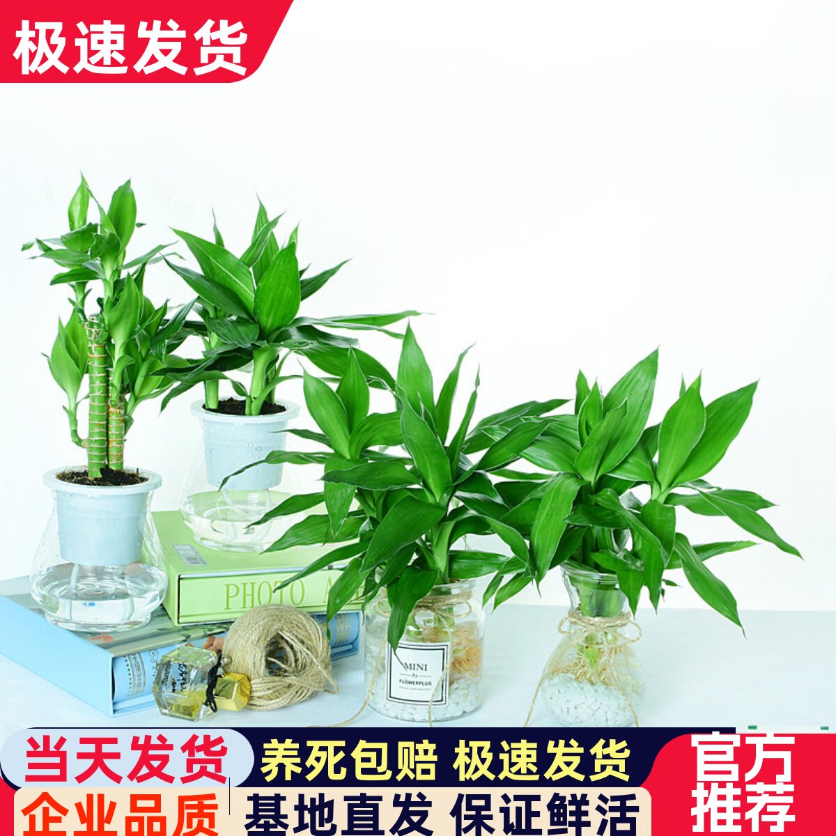 绿植富贵竹步步高室内水生花卉