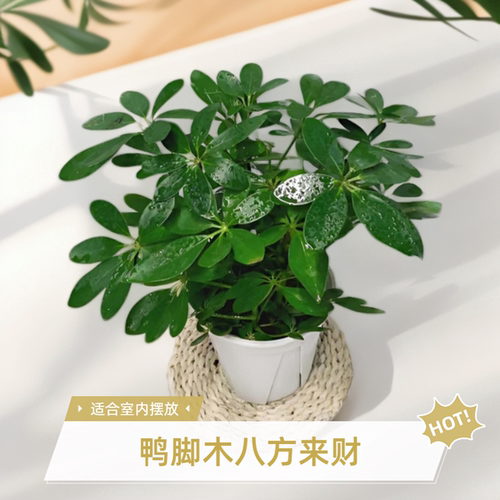 鸭脚木净化空气四季好养绿植